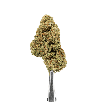 FLEURS CBD - MAFORBIDDEN FRUITS - HYDRO