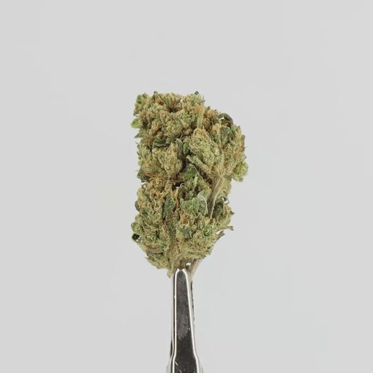 FLEUR CBD - BLUEBERRYA - HYDROPONIE MID BUD,  1 ACHETE = 1 OFFERT