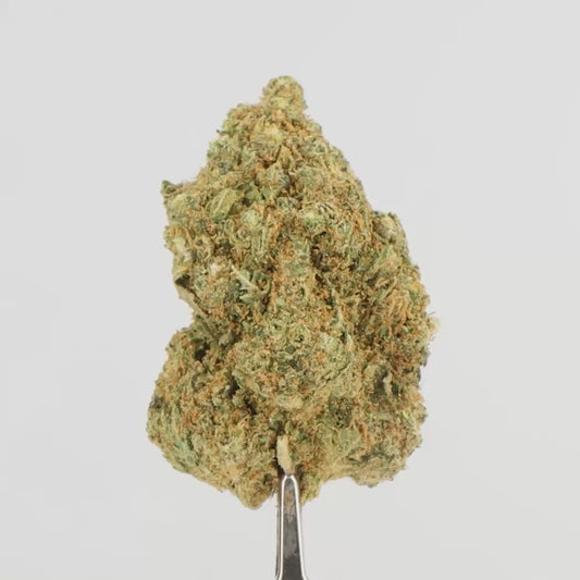 FLEURS CBD - WHITE TRUFFLE - HYDROPONIE