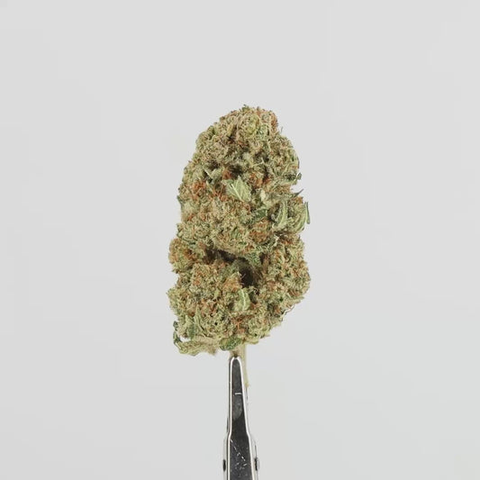 FLEURS CBD - LIBERTA MAZE - HYDRO
