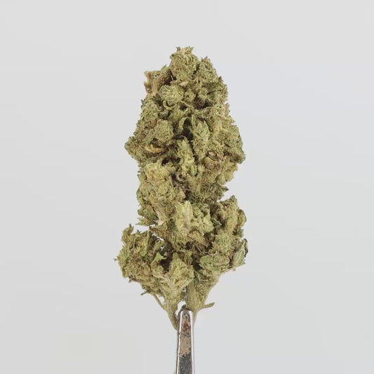 FLEUR CBD - MUBBLE CHEESY - HYDRO
