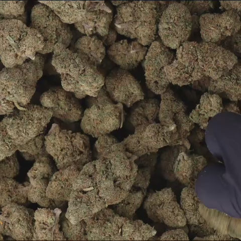 FLEURS CBD - MACNY- HYDRO