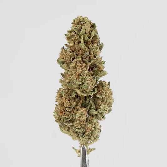 FLEURS CBD - CRITICAL X AMNESIA 2.0 - GLASSHOUSE