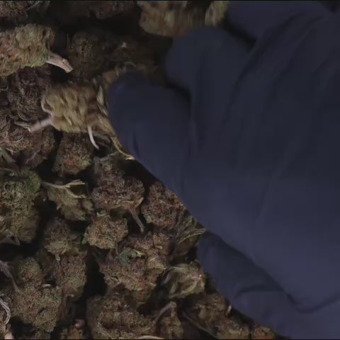 FLEURS CBD - BLUEBERRY MUFFIN - GREENHOUSE