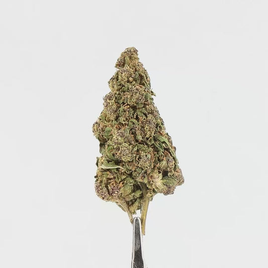FLEURS CBD - CHAMPANY KUSH - INDOOR, 1 ACHETE = 1 OFFERT