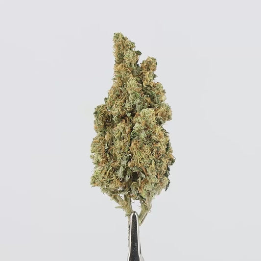 FLEURS CBD - GORILLA GLUE - INDOOR