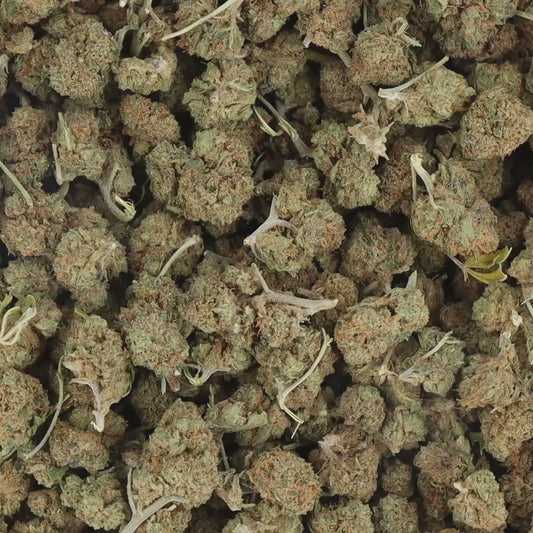 FLEURS CBD - ICE CREAM CAKE SMALL BUD - HYDRO