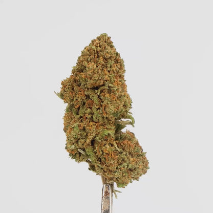 FLEURS CBD - MAFORBIDDEN FRUITS - HYDRO