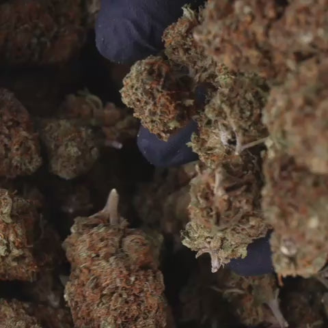 FLEURS CBD - LYMON OGY - INDOOR,  1 ACHETE = 1 OFFERT