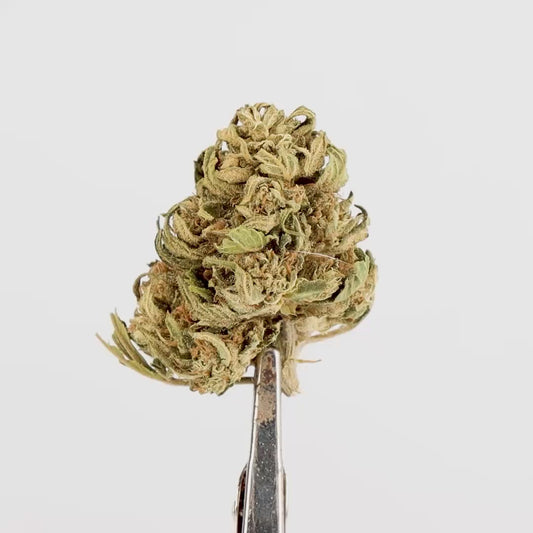 FLEURS CBD - JAMAICANY - OUTDOOR,  1 ACHETE = 1 OFFERT