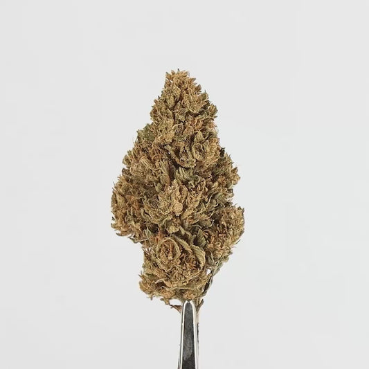 FLEURS CBG MASTRAWBERRYA CBG OUTDOOR,  1 ACHETE = 1 OFFERT