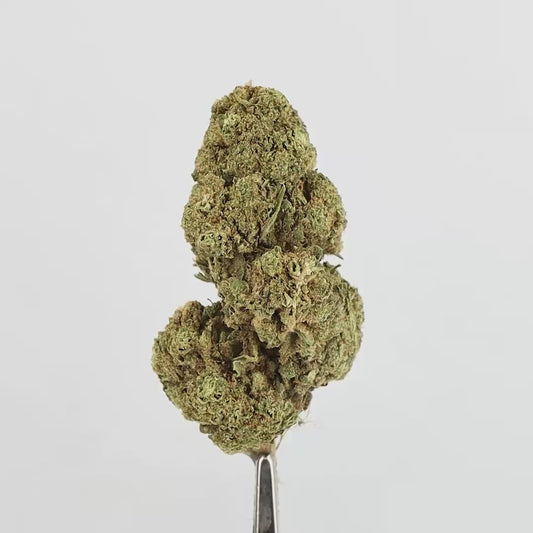 FLEURS CBD - GELATO - GLASSHOUSE
